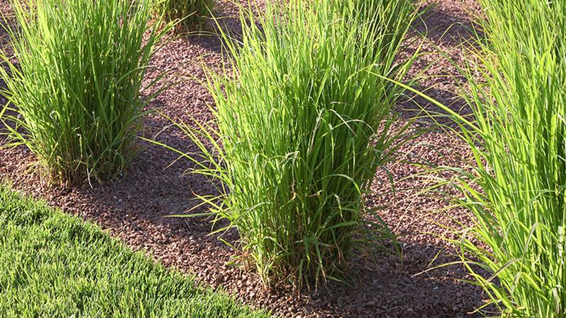 10 HOA Landscaping Tips to Make Life Easier for Property Managers